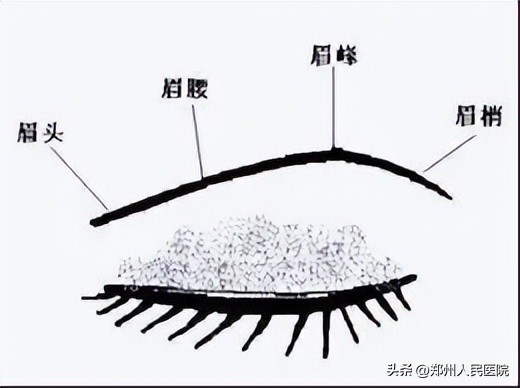 种植眉毛有哪些方法图,怎么种植眉毛效果最好
