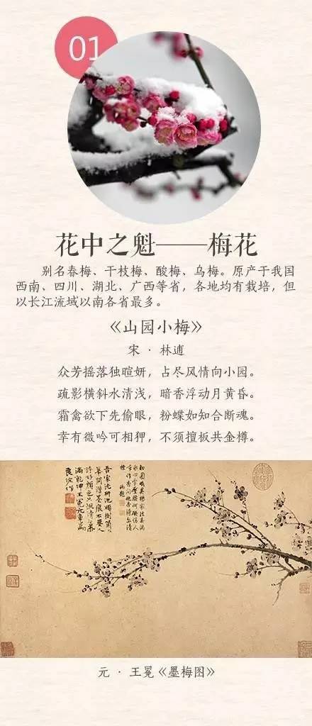 中国传统十大名花排名及文化内涵,中国十大名花惊艳世界