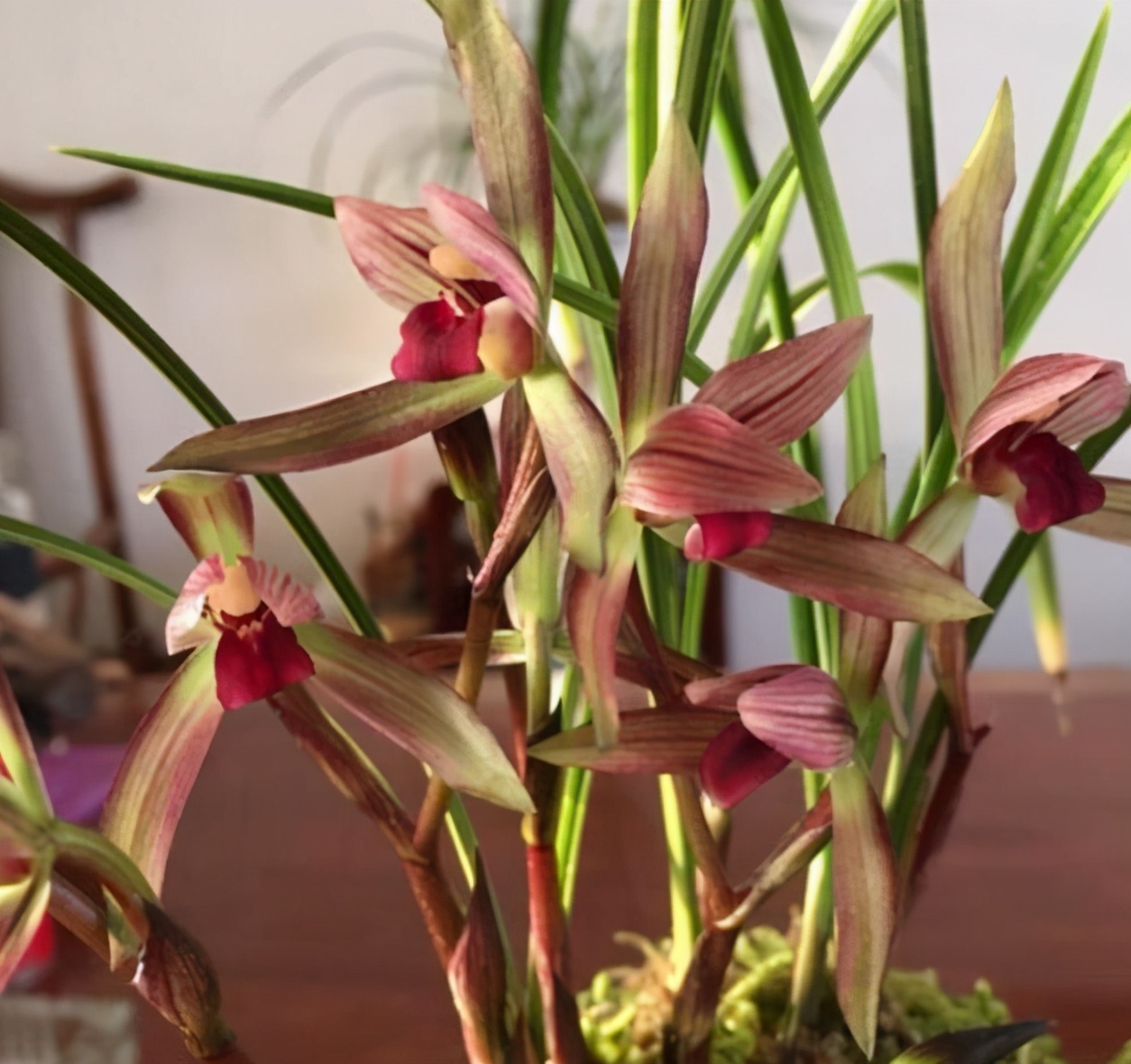 滇红素兰花新芽颜色,云南滇红兰