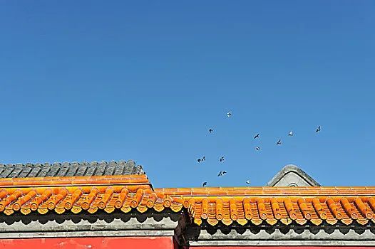 鐧鹃笩楦ｆ槬楂樻竻鍥剧墖,鐧鹃笩楦ｆ槬椋庢櫙瑙嗛