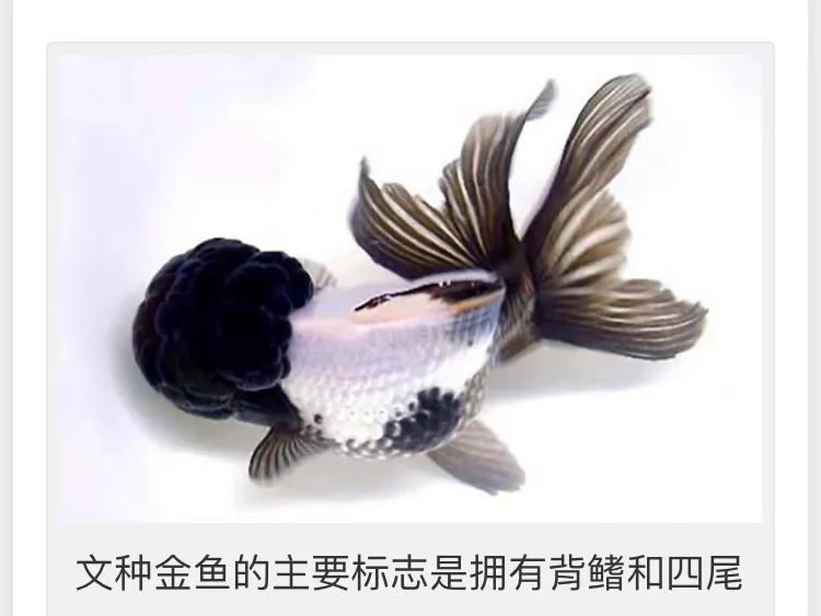 龙种金鱼与文种金鱼如何区别,文种金鱼和龙种金鱼哪种好养