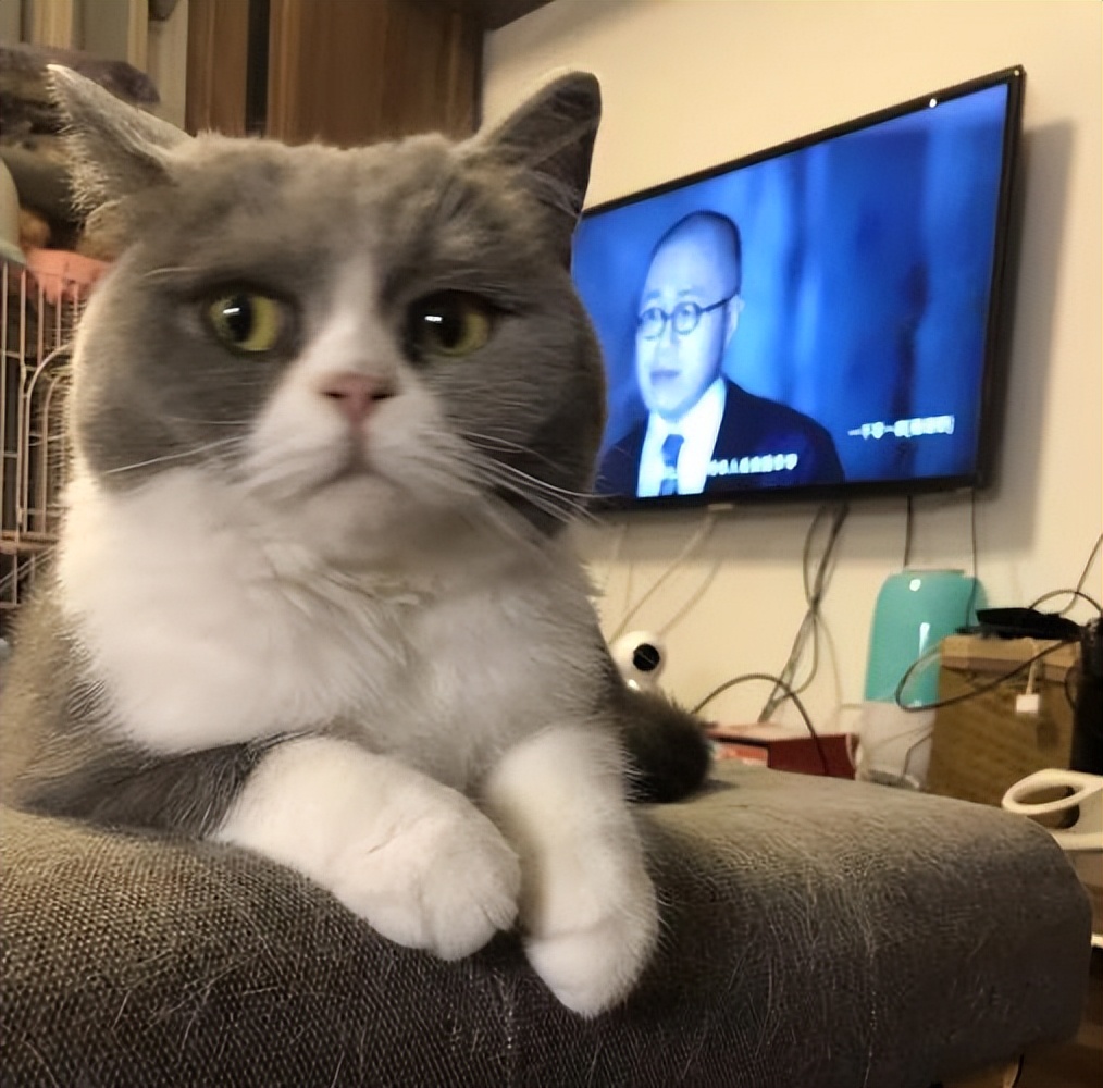 怎么测试自家猫爱不爱自己,如何测试小白猫家里的猫咪傻不傻