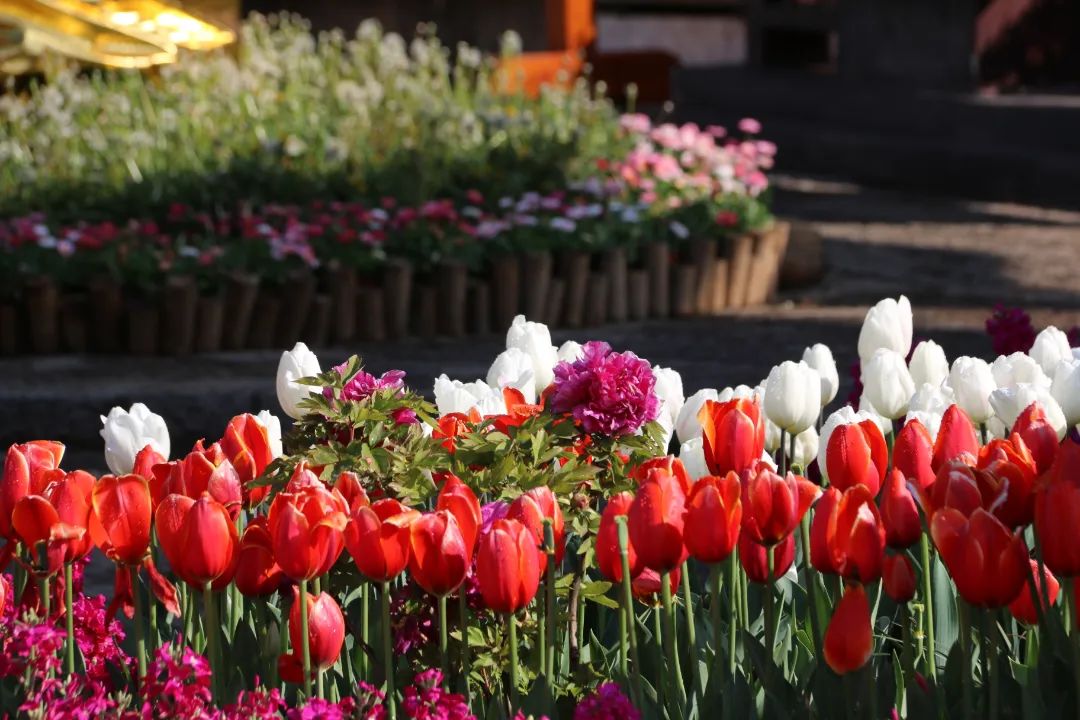 三多节丽江周边游,怎么玩转丽江