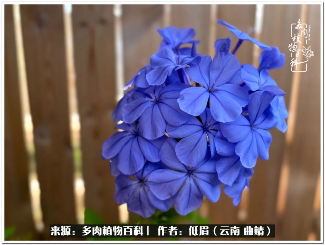 养了七年多肉,养了八年的肉肉终于开花了