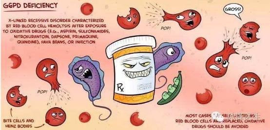 蚕豆病吃了蚕豆会溶血吗,蚕豆病吃消炎药有影响吗