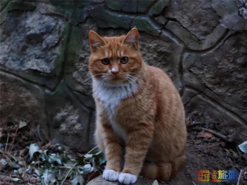 故宫御猫最火的猫,北京故宫的猫为什么叫御猫