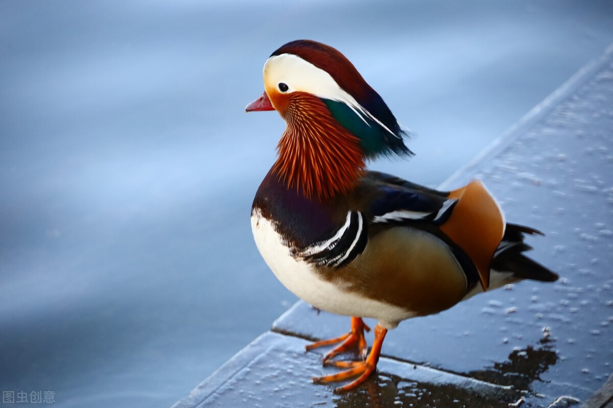 玉渊潭诗句,我与玉潭作文