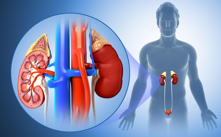 夜里起夜频繁是否肾有问题,经常起夜会不会肾衰竭