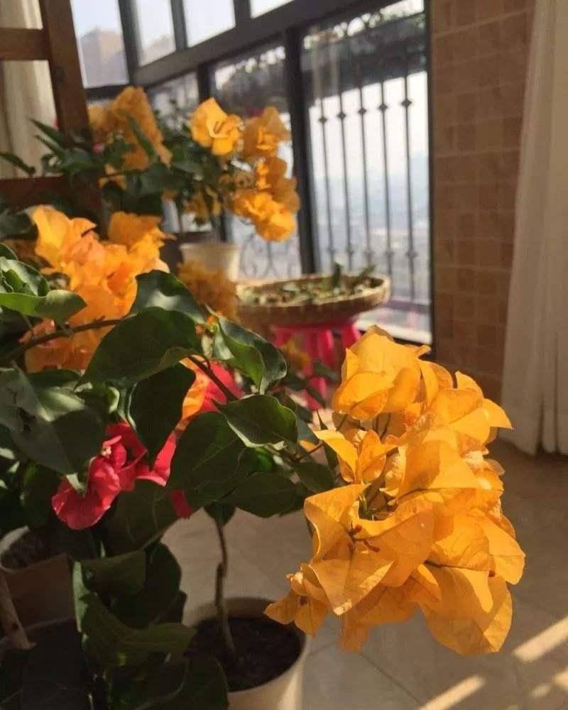 10种公认最好养的花三角梅,十种勤花三角梅