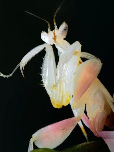 螳螂吃掉自己丈夫的头,螳螂为什么吃掉配偶螳螂吃蛇