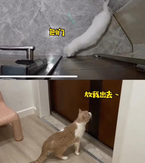 喜当爹!三只公猫凑不出一个蛋,结果...谁给母猫肚子搞大了!