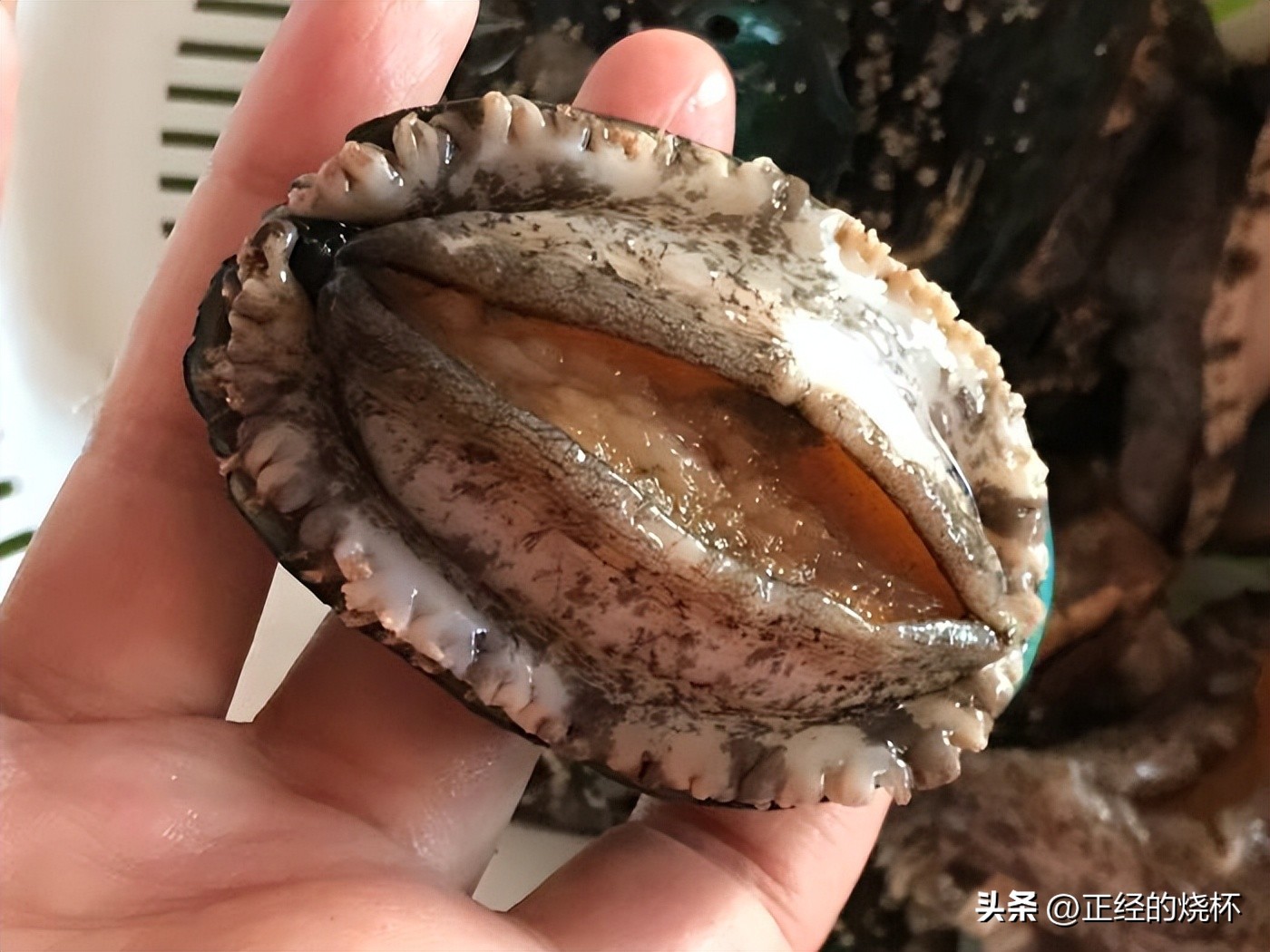 鲍鱼分布在哪里,鲍鱼由哪些部分组成的