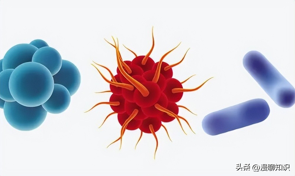 细菌感染会影响体内胰岛素吗,植物乳杆菌会对人体有影响吗