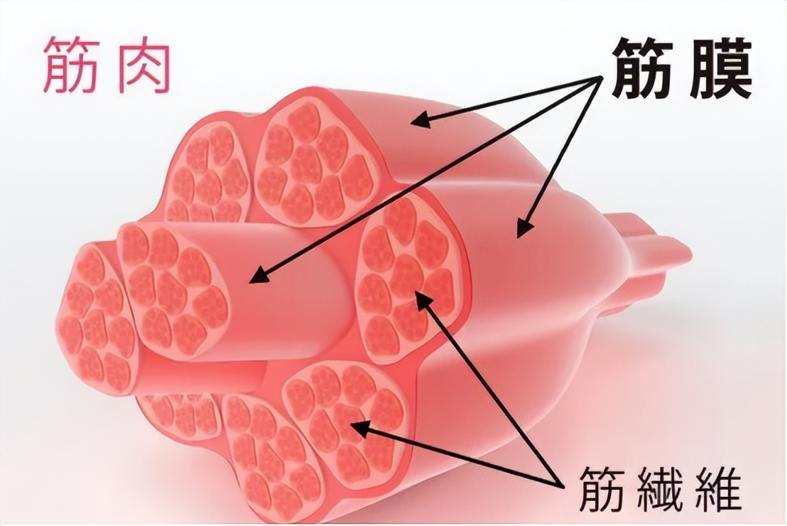 筋膜枪如何选择,筋膜枪挑选指标
