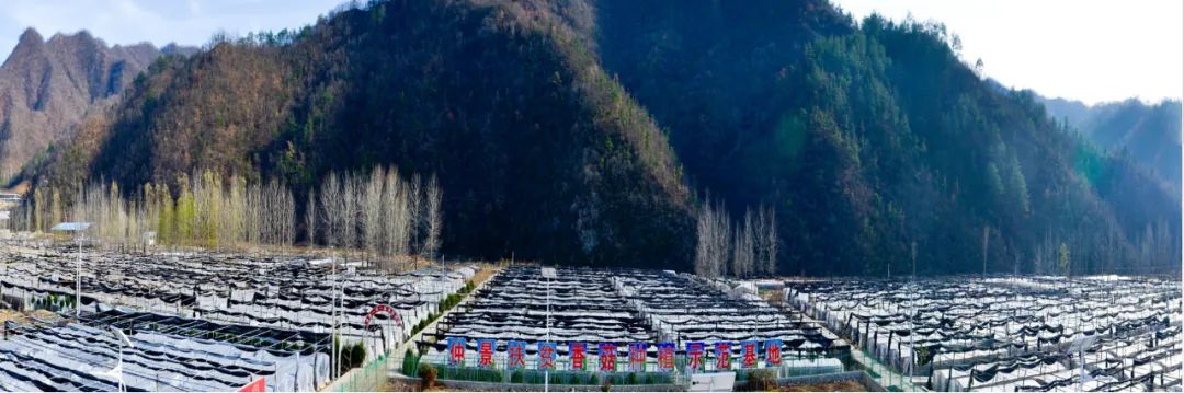 仲景香菇酱:从地方特产到全国餐桌上的品牌跨越