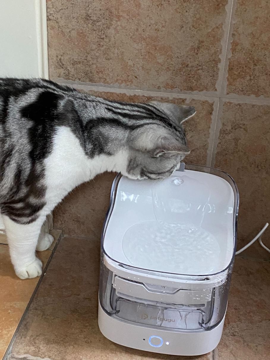 猫咪喝水自动饮水机值得买吗,猫咪不会用饮水机推荐什么