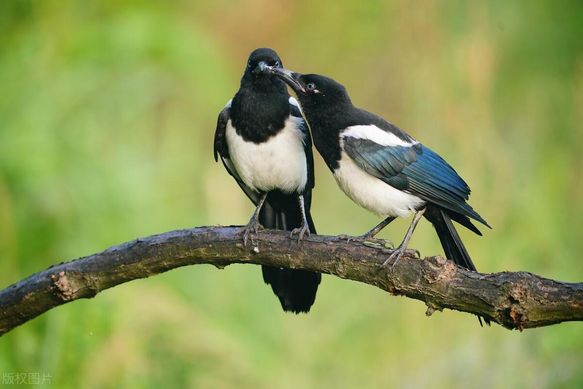 猛禽为什么不能惹喜鹊,鹰为什么不惹喜鹊