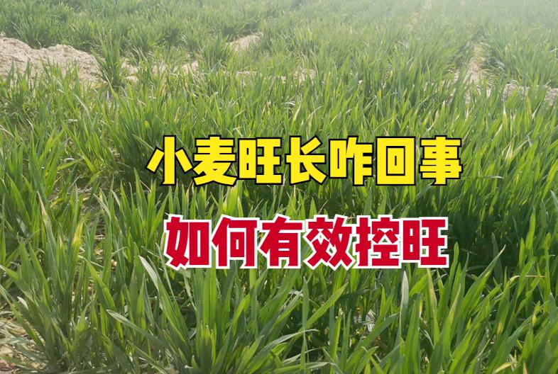 如何判断小麦是否旺长,小麦长得太旺盛了怎么控旺