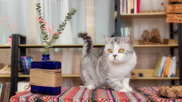 低成本适合宝妈创业的项目是什么,未来几年宝妈做什么行业最赚钱