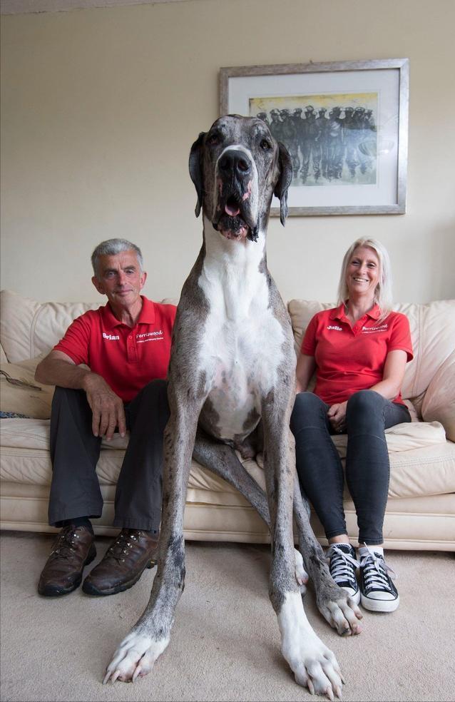 十大最长寿狗狗,长寿的狗狗都有哪些