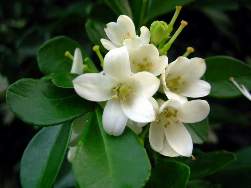 居家养千里香还是夜来香,居家可以养千里香