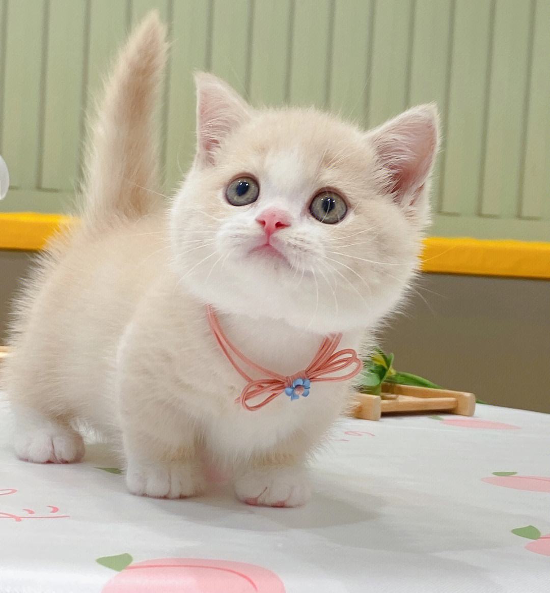 猫咪的寿命最多能活到多大呢,猫咪寿命排行榜之短命猫