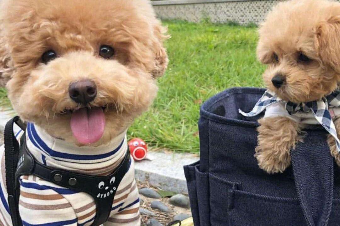 狗吃过期的零食呕吐后该怎么办,狗吃过零食不吃饭怎么办