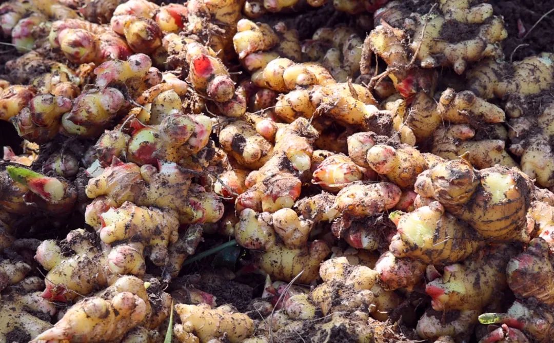 姜来可期什么意思,科技赋能姜来可期