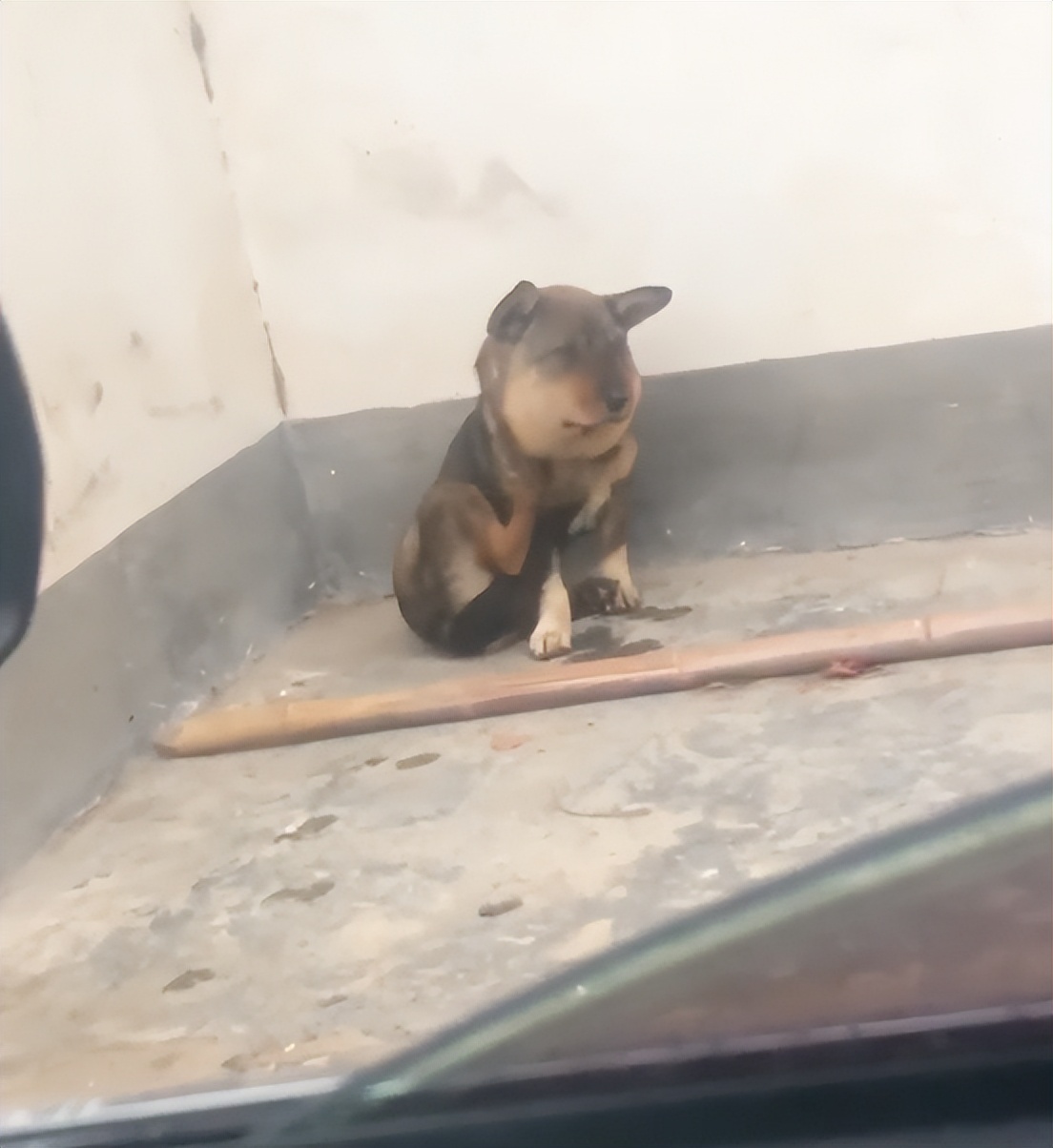 蜜蜂小狗搞笑视频,蜜蜂小狗搞笑剪辑视频