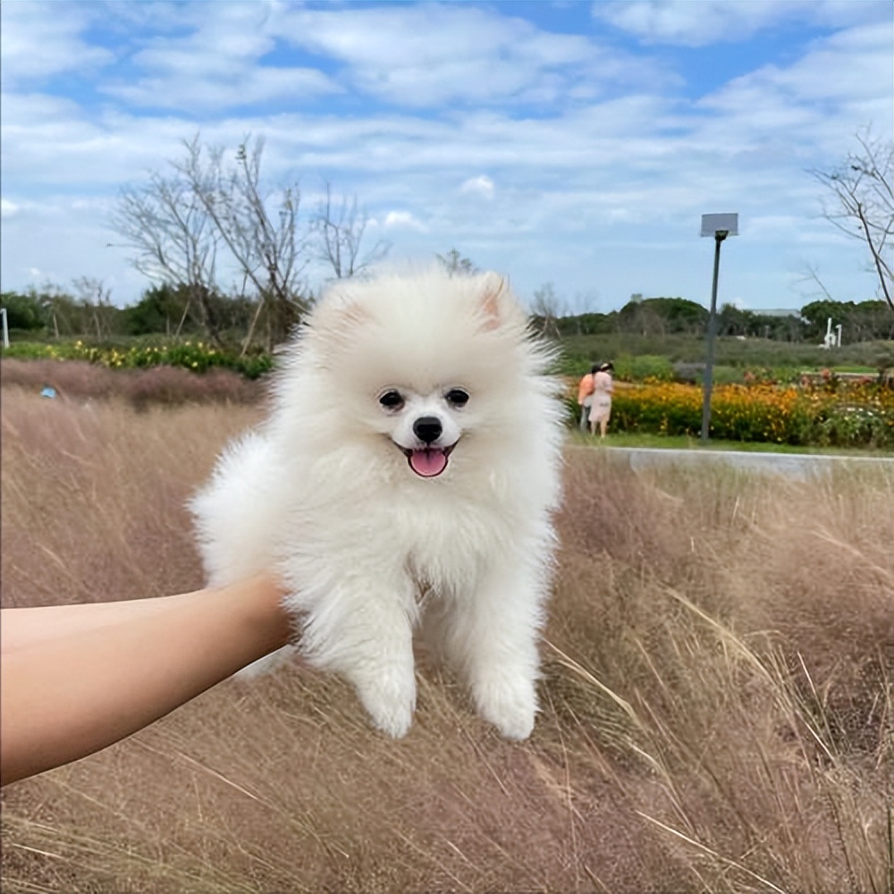 5种宠物店不推荐的狗便宜又好养,这3种狗很可怕有钱都不建议养