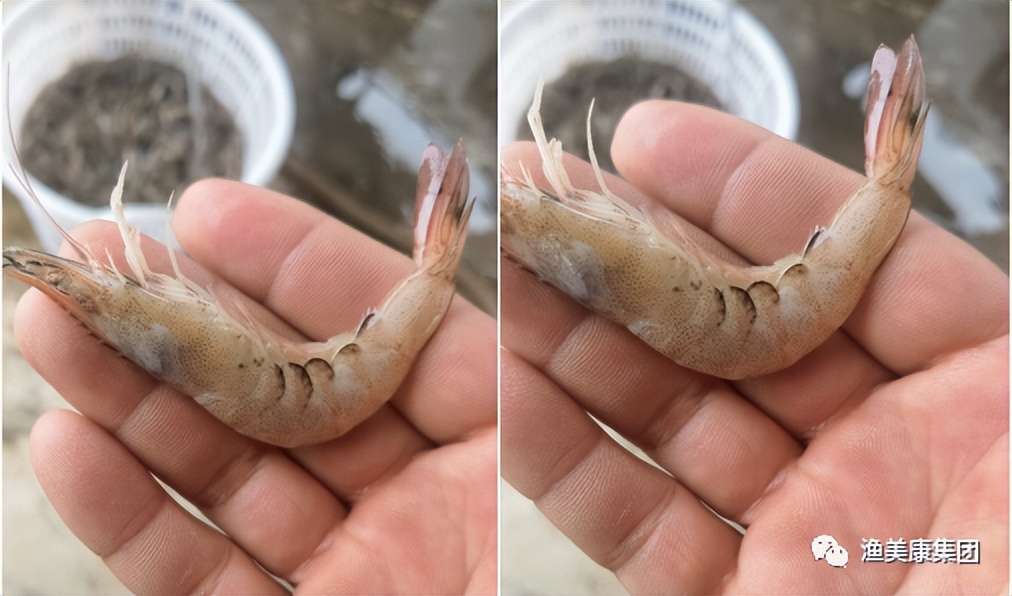 对虾出现的疾病汇总,对虾病害流行的真正原因揭晓图