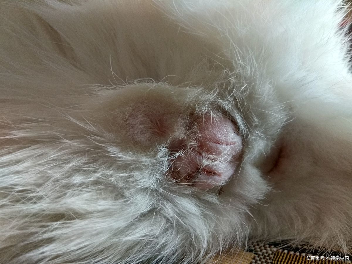 猫瘟护理,猫咪猫瘟后腿无力走路不稳