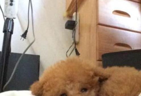 泰迪宝宝眼神不好怎么回事,泰迪宝宝有泪痕怎么办