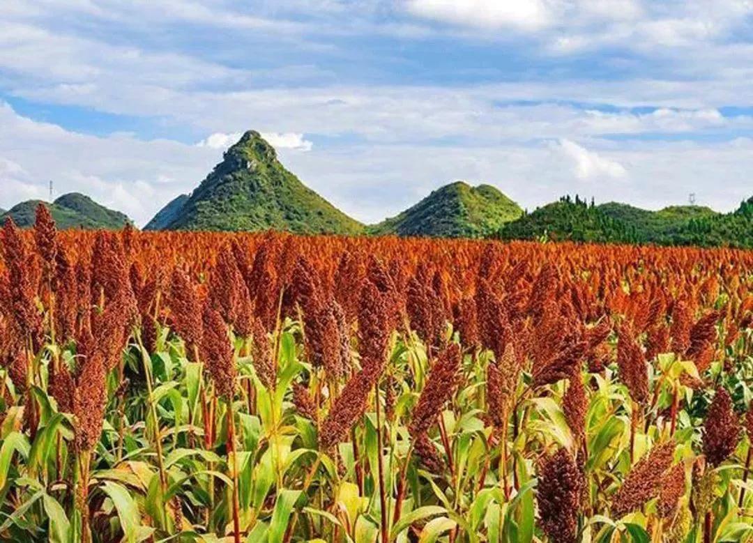 高粱品种图片大全,高粱乌米图片