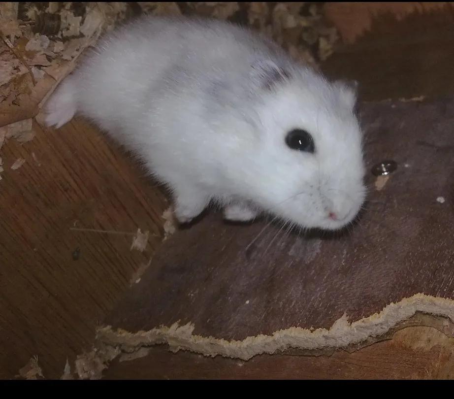 人们最喜欢的动物排名,最可爱的宠物仓鼠