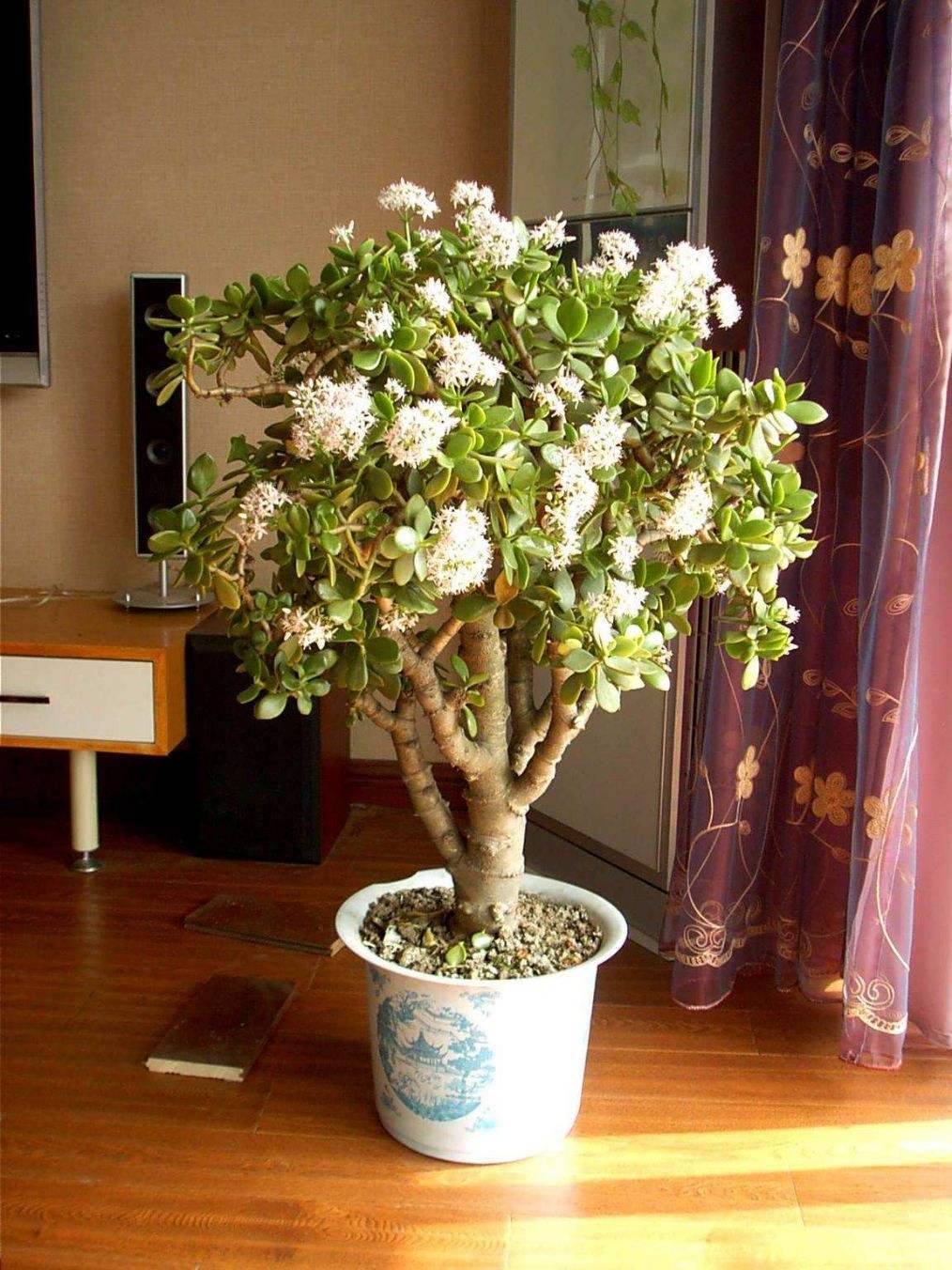 十种最吉利的镇宅绿植盆栽,阳台旺宅的大盆栽花