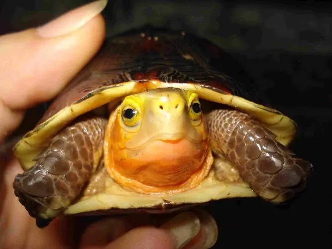 黄缘盒龟的人工饲养方法,黄额盒龟几级保护动物