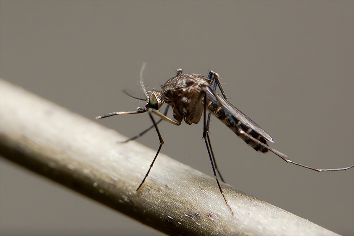 蚊子太多灭蚊子最有效的方法,灭蚊子的小妙招一个夏天没蚊子