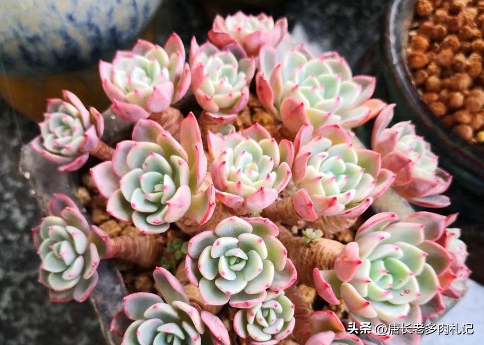 多肉娜娜小勾好出状态吗,多肉娜娜小勾皮实吗