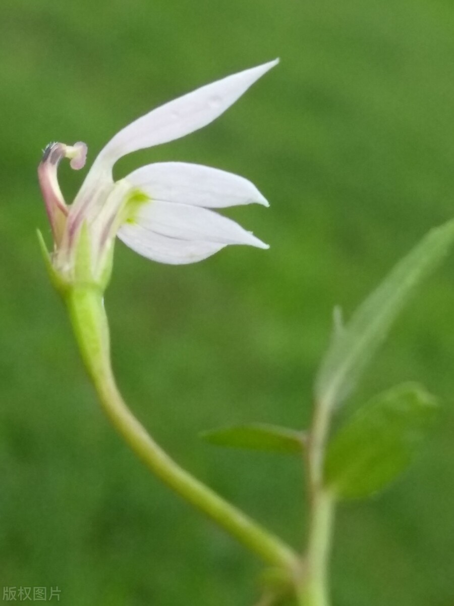半枝莲有哪些功效和作用,半边莲和半枝莲功效作用