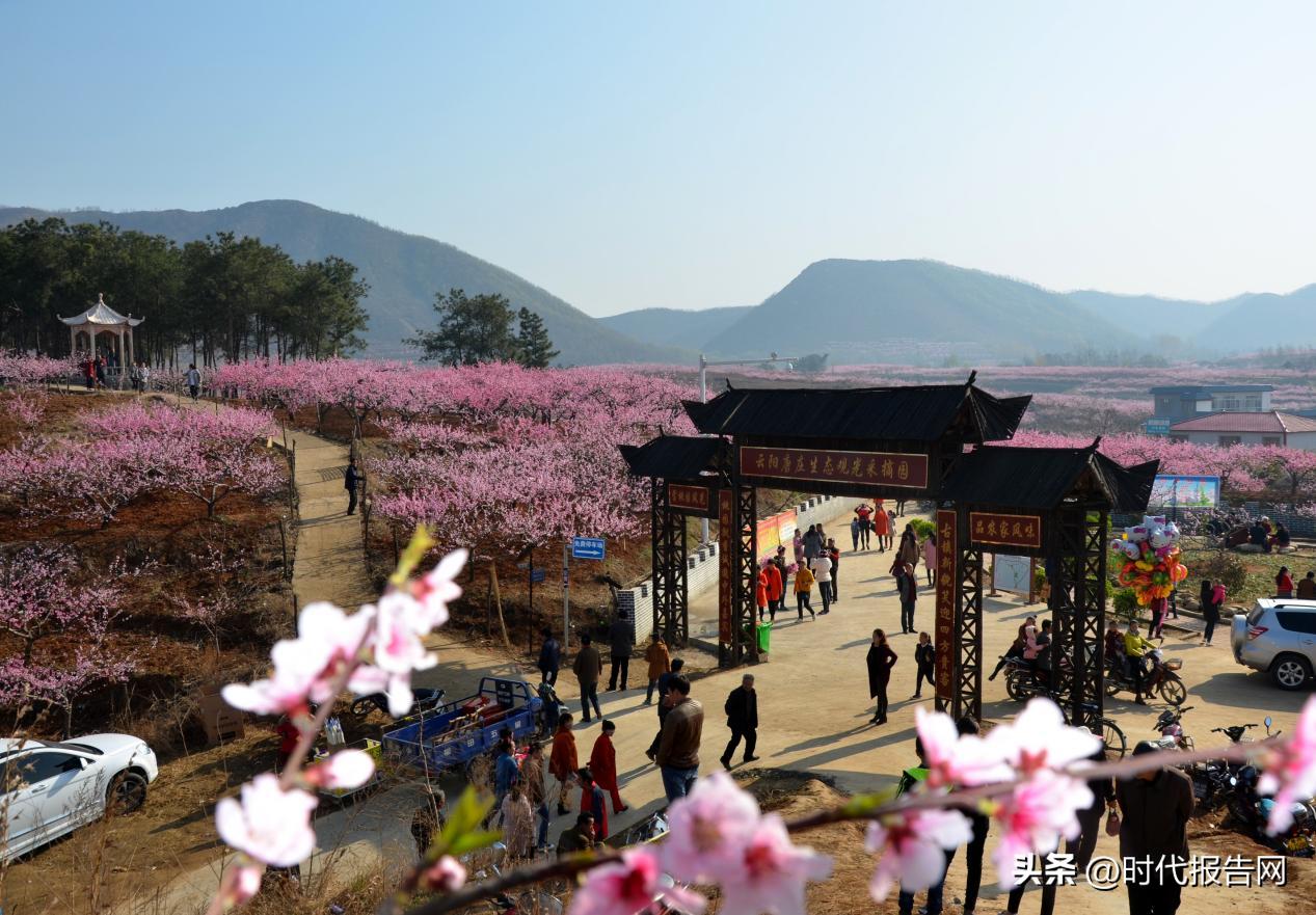 千亩桃花开映红致富路,桃花种植发家致富