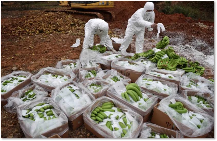 一根香蕉的奇幻旅程,一根香蕉的新奇历程