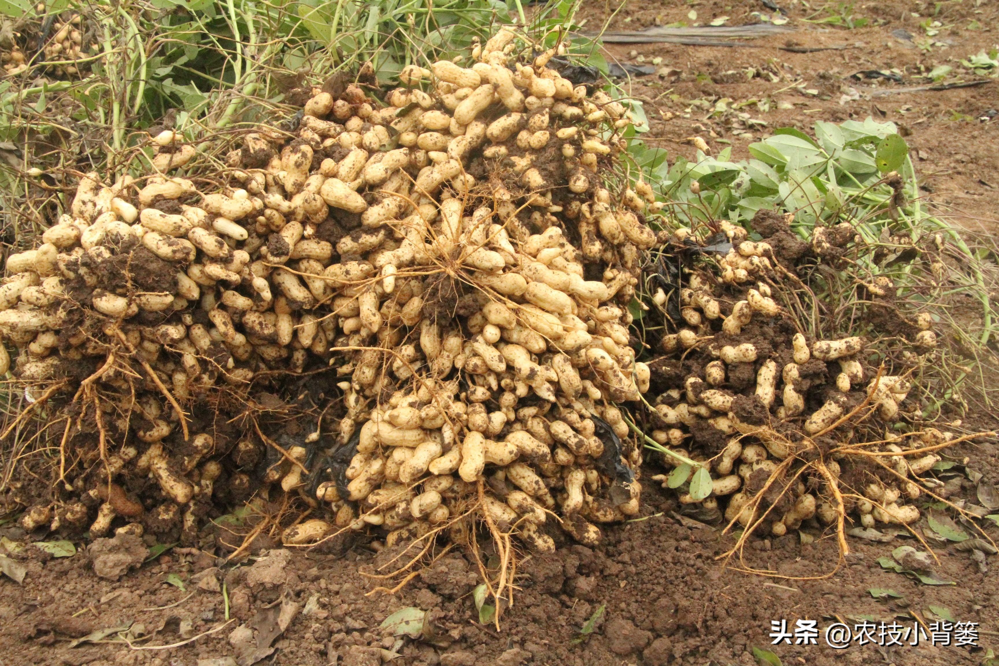 怎样解决花生空壳问题,花生空壳原因及防治方法