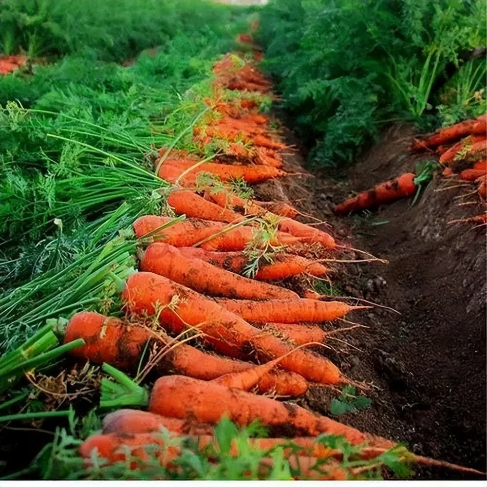胡萝卜种子为什么大量进口,最贵的胡萝卜种子