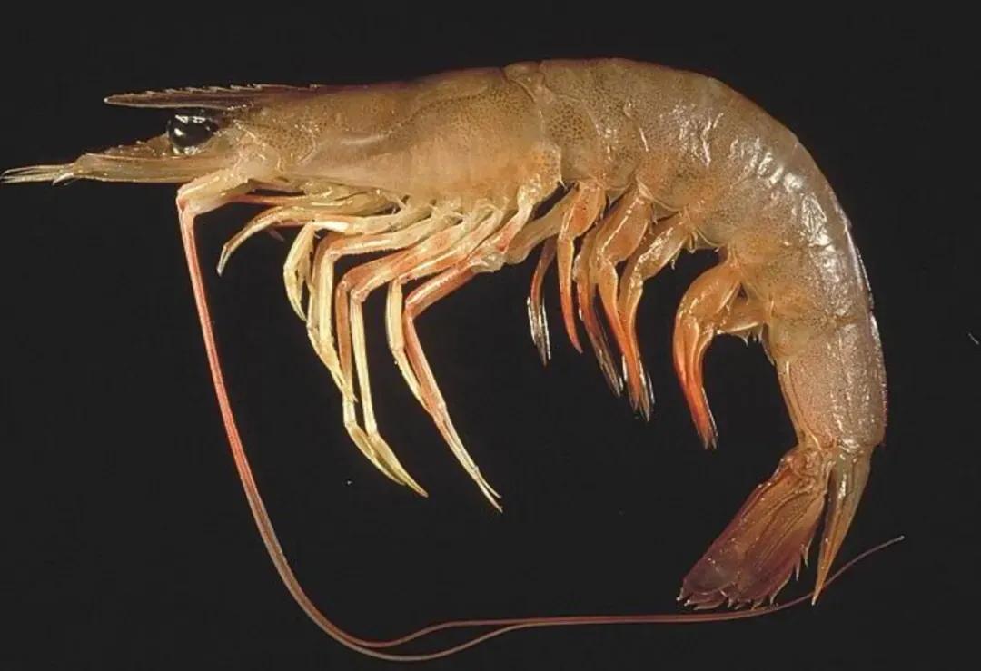 基围虾现在怎么这么便宜,菜场的死基围虾能买吗