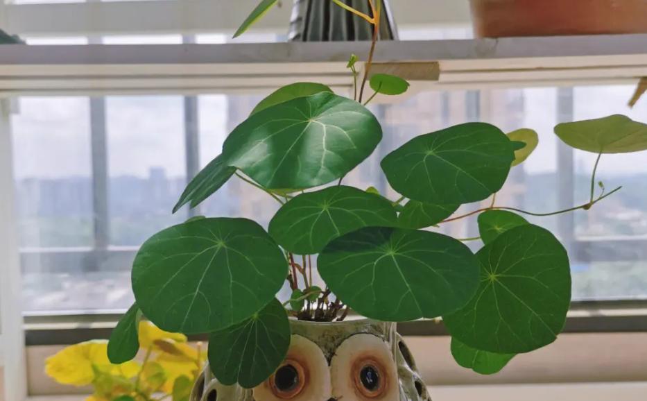 养山乌龟的风水,养山乌龟用什么盆最好