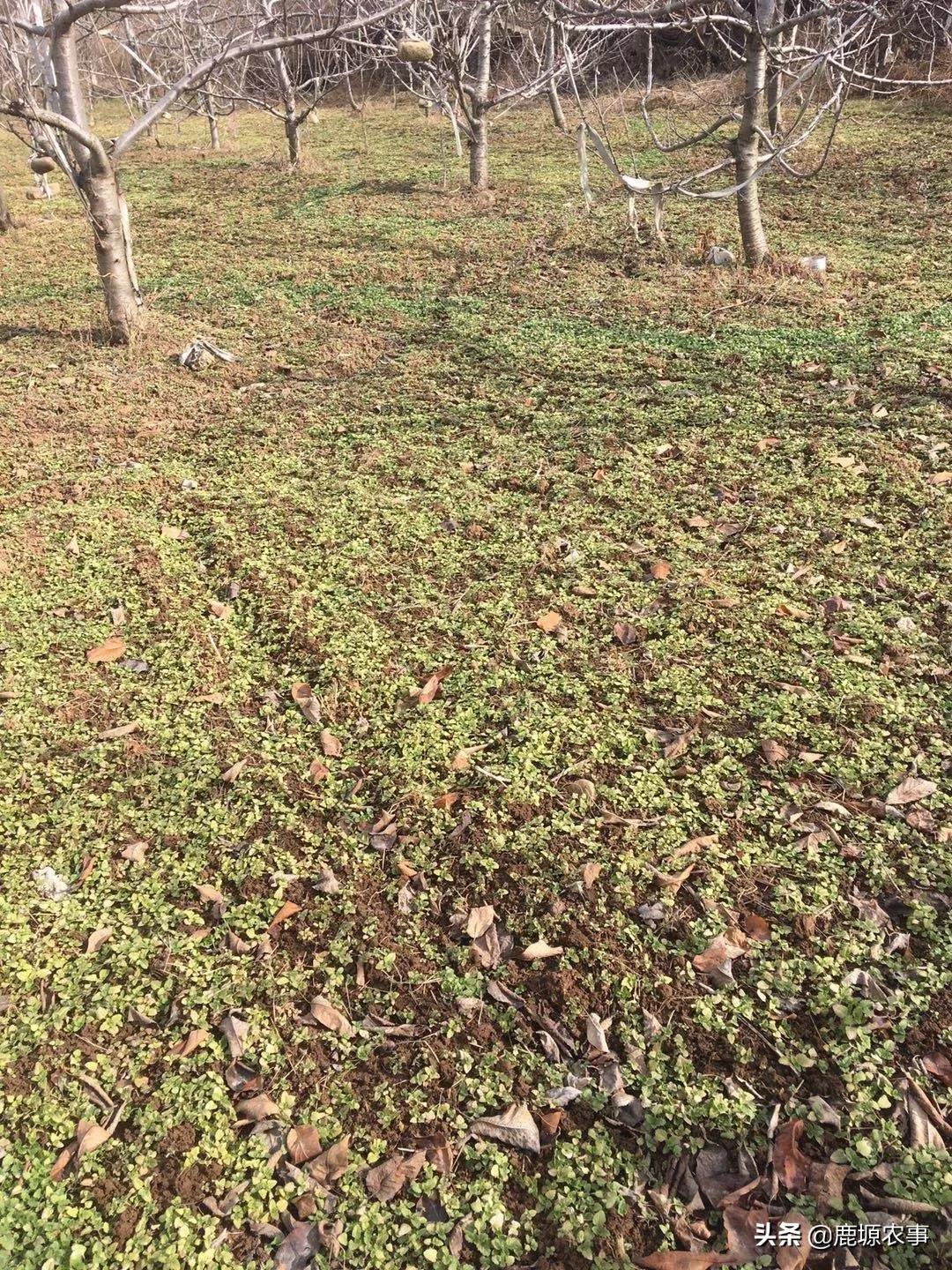 果园除草什么方法最好,果园怎么除草最快最有效方法