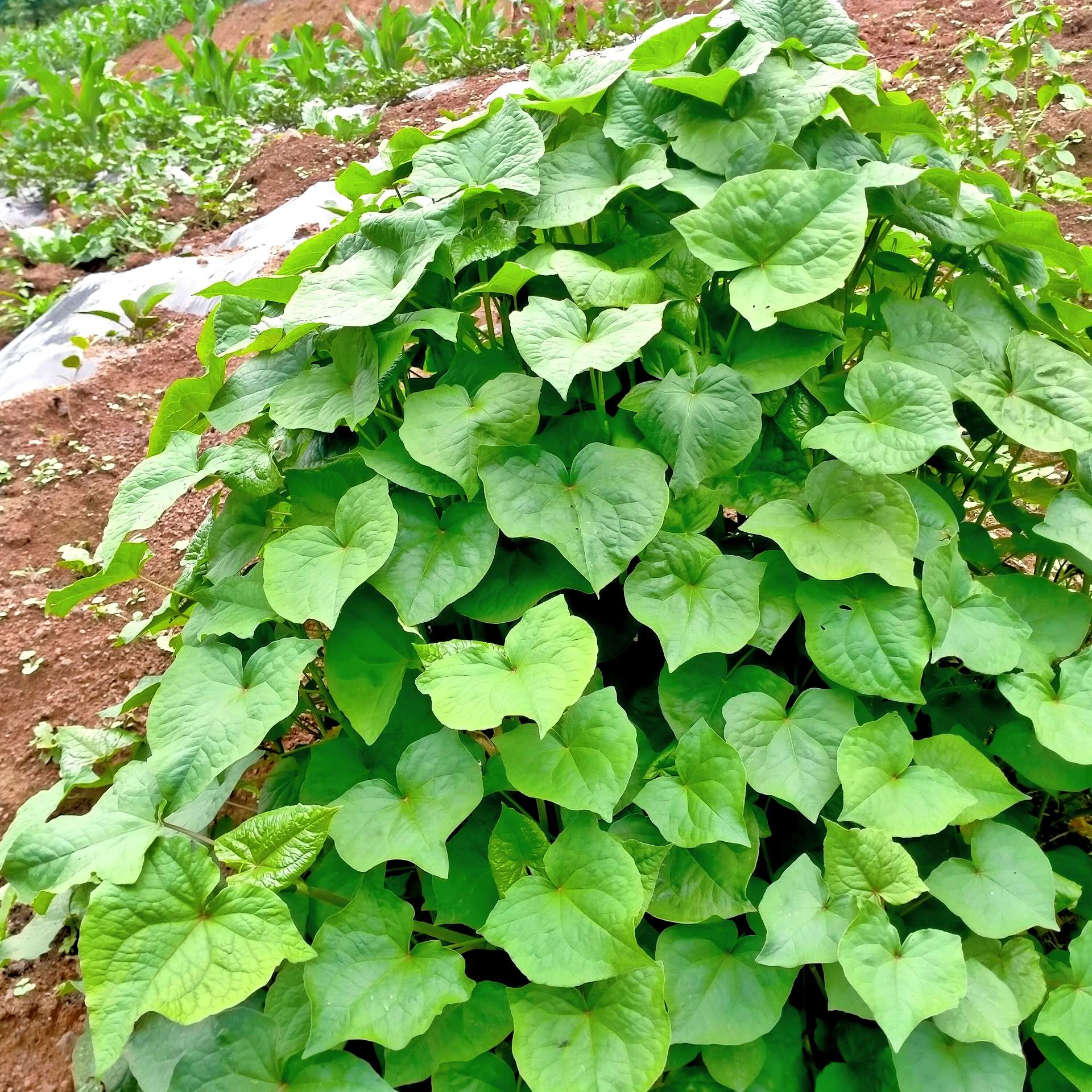 多想一觉醒来，我还是那个赖床的孩子