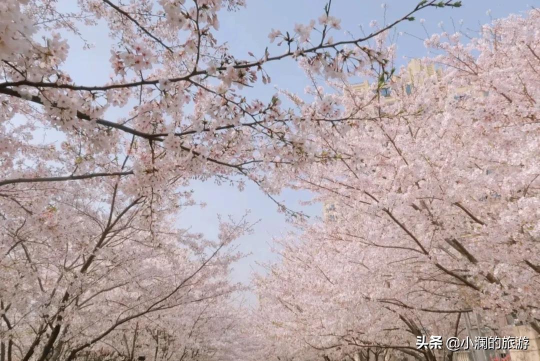 上海市八大免费赏樱地，去过一次的人，基本会再去第二次