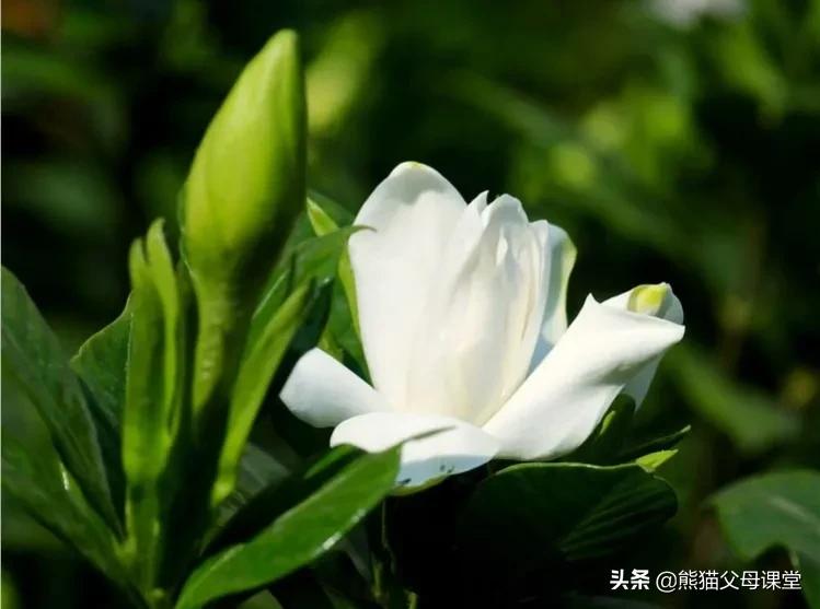 英语前置定语和后置定语,英语语法后置定语是什么